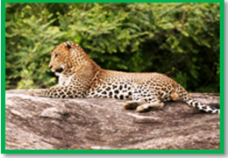 Yala National Park 1
